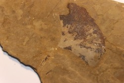 Ginkgo biloba - Eocene - British Colombia - Canada
