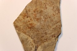 Ginkgo biloba - Eocene - British Colombia - Canada