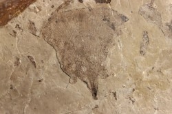 Ginkgo biloba - Eocene - British Colombia - Canada