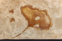 Ginkgo biloba - Eocene - British Colombia - Canada
