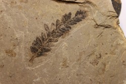 Metasequoia - Eocene - British Colombia - Canada