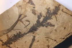 Metasequoia - Eocene - British Colombia - Canada