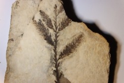 Metasequoia - Eocene - British Colombia - Canada