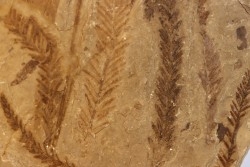 Metasequoia - Eocene - British Colombia - Canada