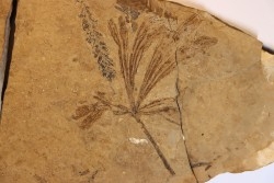 Ginkgo dissecta - Eocène - Colombie-Britanique - Canada