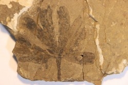 Ginkgo dissecta - Eocène - Colombie-Britanique - Canada