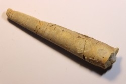 Proteoceras sp. - Middle ordovicien - Grand Detour  Fmt - Rock Co., Wisconsin, USA