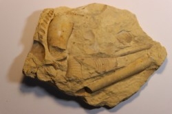 Tripteroceras,  Proteoceras,  Beloitoceras, - Middle ordovocien  Grand Detour  formation  Rock Co., Wisconsin, USA