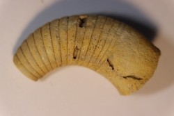 Manitoulinoceras neleum  Middle ordovicien  Grand Detour  formation  Rock Co., Wisconsin, USA