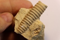 Anaspyroceras lesueuri Middle ordovicien  Grand Detour  formation  Rock Co., Wisconsin, USA