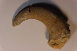 Richardsonoceras simplex  Middle ordovicien  Grand Detour  formation  Rock Co., Wisconsin, USA