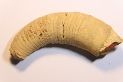 Richardsonoceras beloitense  Middle ordovicien  Grand Detour  formation  Rock Co., Wisconsin, USA