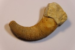Beloitoceras plebeium  Middle ordovicien  Grand Detour  formation  Rock Co., Wisconsin, USA