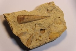 Hyolithes baconi  Middle ordovicien  Grand Detour  formation  Rock Co., Wisconsin, USA