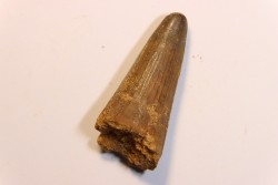 dent de dinosaure SPINOSAURUS AEGYPTIACUS