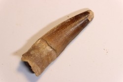 dent de dinosaure SPINOSAURUS AEGYPTIACUS