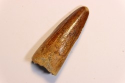 dent de dinosaure SPINOSAURUS AEGYPTIACUS