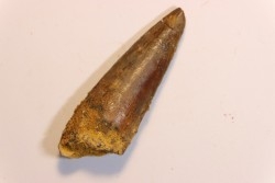 dent de dinosaure SPINOSAURUS AEGYPTIACUS