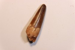 SPINOSAURUS AEGYPTIACUS
