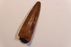 dent de dinosaure SPINOSAURUS AEGYPTIACUS