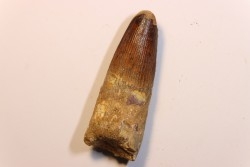 dent de dinosaure SPINOSAURUS AEGYPTIACUS