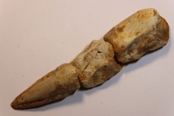 SPINOSAURUS AEGYPTIACUS CLAW