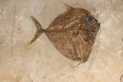Mene rhombea - eocene -  monte bolca
