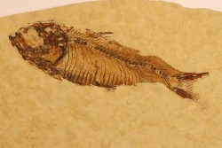 poisson fossile  GOSIUTICHTHYS PARVUS - Eocène - green river formation - Farson, Wyoming - USA