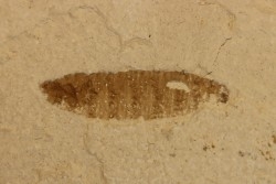 larve d'insecte Oestridae:  Lithophypoderma sp. - éocène - green river fmt - Uintah county, Utah - USA