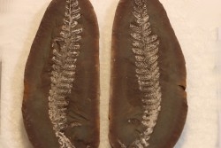Nodule de fougère: PECOPTERIS VILLOSA - carbonifère - Mazon creek - USA