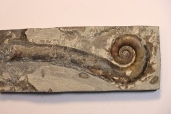 TRILACINOCERAS HUNANENSE  Ordovicien  Hunan, CHINE