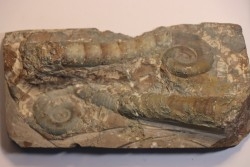 TRILACINOCERAS HUNANENSE  Ordovicien  Hunan, CHINE