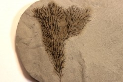 Graptolithes  dictyonema retiforme (Hall, 1852) - Silurien - Rodchester shale - Middleport, New York