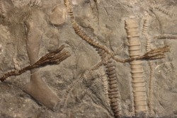 encrine:  HETEROCRINUS   middle ordovicien  Bobcaygnon formation  Simcoe, ontario, CANADA