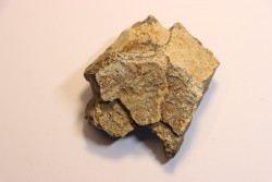 Dinosaure: fragment de collerette de TRICERATOPS HORRIDUS - Hell Creek  Fmt - crétacé sup. - Glendive County, Montana