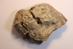 dinosaure freak: TRICERATOPS HORRIDUS