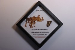dinosaure tooth: TRICERATOPS HORRIDUS