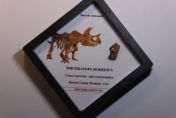 coffret dent de TRICERATOPS HORRIDUS