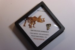 coffret dent de TRICERATOPS HORRIDUS
