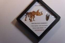 coffret dent de TRICERATOPS HORRIDUS