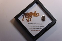 dinosaure tooth: TRICERATOPS HORRIDUS