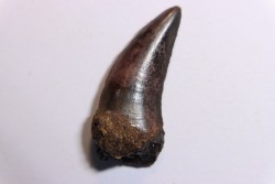 Tyrannosaure rex