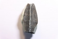 dent de dinosaure à bec de canard:  Maiasaura peeblesorum - crétacé inferieur - Two medicene Fmt - Glacier county, montana - USA