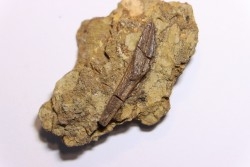 dent de dinosaure à bec de canard: HADROSAURE  edmontosaurus annectens - Hell Creek  Fmt - crétacé sup. - Harding co, S. Dakota