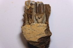 dent de dinosaure à bec de canard: HADROSAURE  edmontosaurus annectens - Hell Creek  Fmt - crétacé sup. - Dawson County, Montana