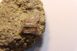 ophiacodon vertebrae  permian  West Texas - USA