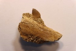 VERY RARE PARTIAL MANDIBULE  XENODENS CALMINECHARI (Longrich, 2021)  Maestrichtian  Oued Zem - Morocco