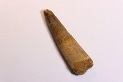 dent de dinosaure SPINOSAURUS AEGYPTIACUS