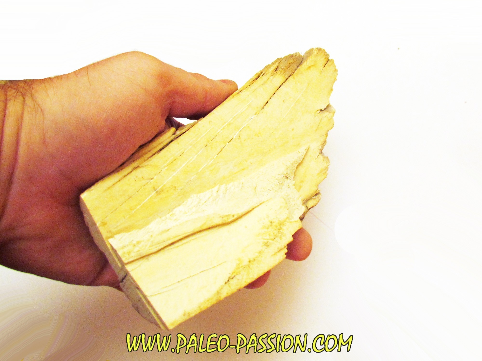 Mammoth ivory 8 PaleoPassion