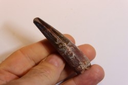 dent de dinosaure SPINOSAURUS AEGYPTIACUS
